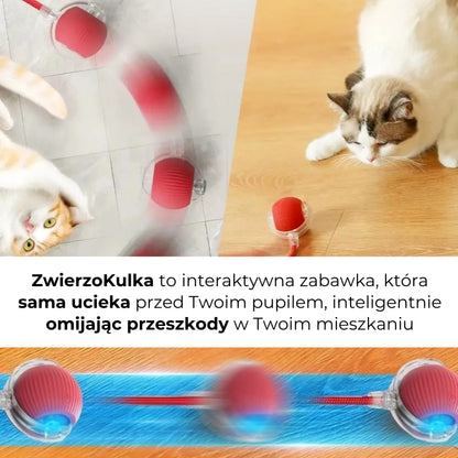 ZwierzoKulka - inteligentna zabawka dla Twojego pupila