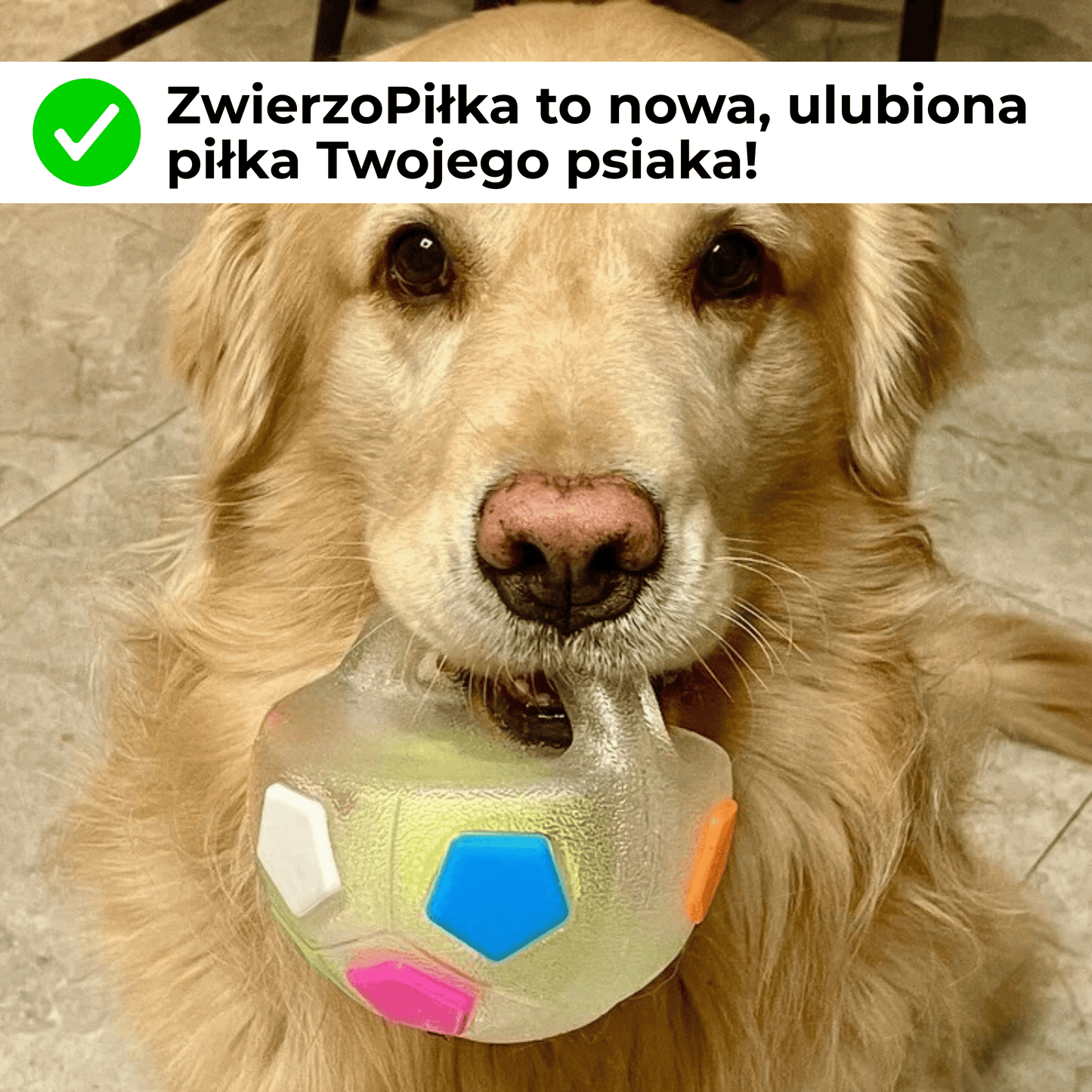 ZwierzoPiłka - wytrzymała piszcząca piłka z uchwytem dla psa