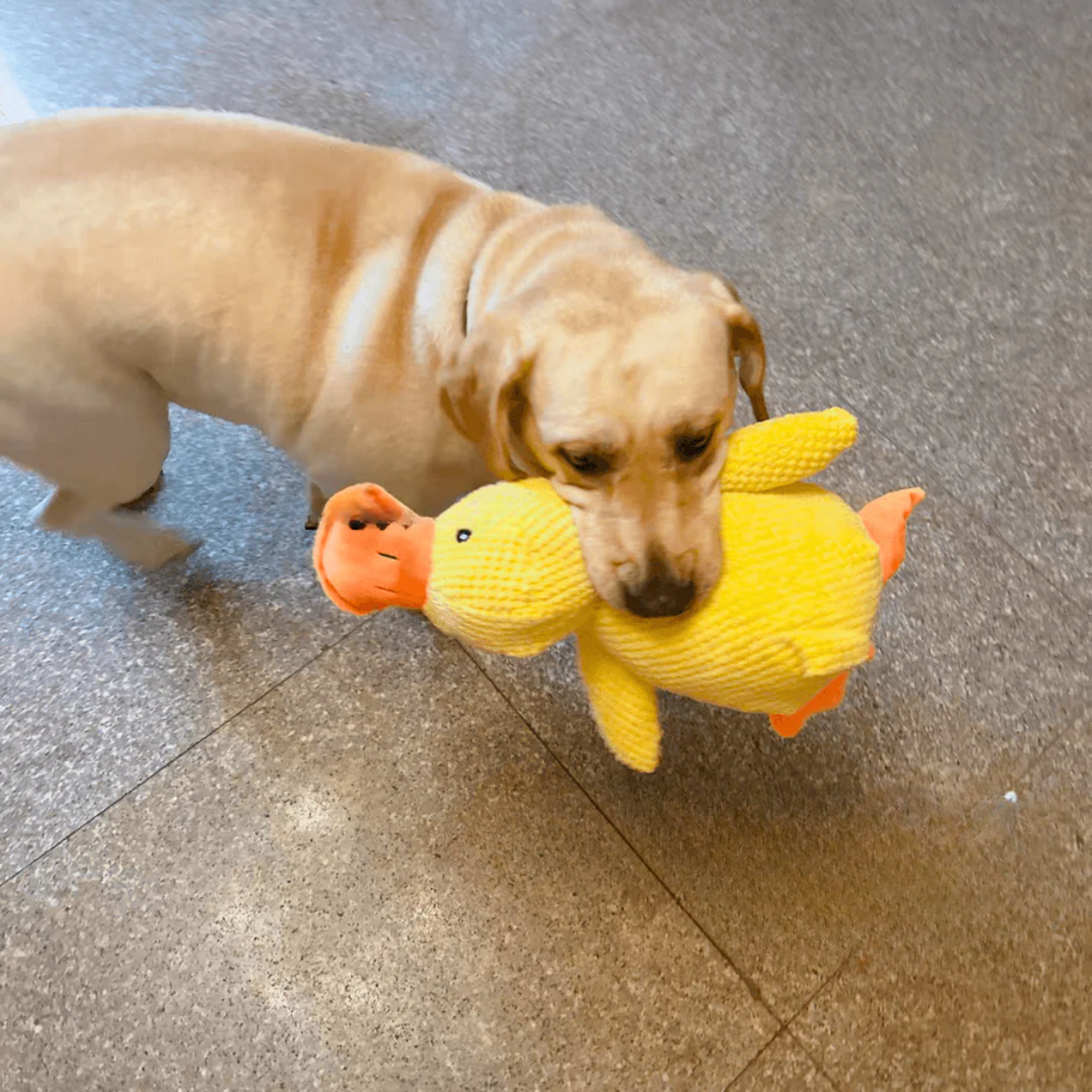 <em>Izabella Tomczewska</em>